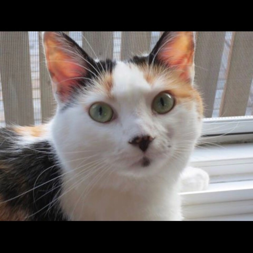 Meet your Posher, Kylie